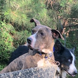 Meet your Posher, Sage